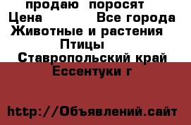 продаю  поросят  › Цена ­ 1 000 - Все города Животные и растения » Птицы   . Ставропольский край,Ессентуки г.